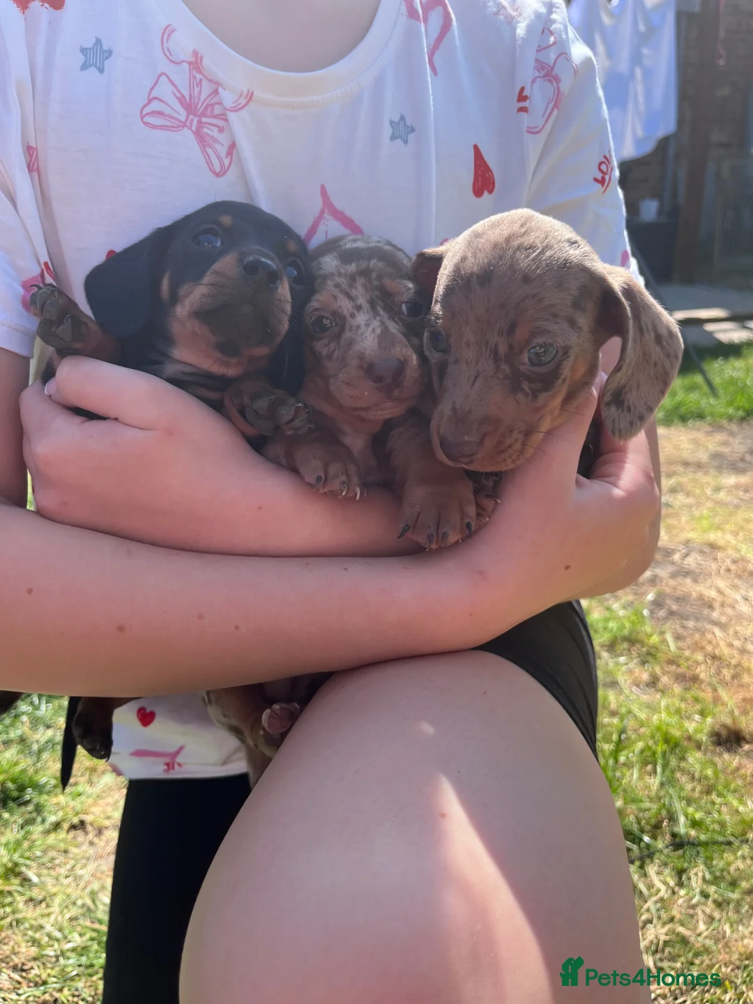 Miniature Dachshund dogs for sale: Miniature dachshund puppies KC REG PRA CLEAR - Advert 2