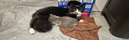 Mixed Breed cats for sale: Black fluffy male kitten - Advert 1