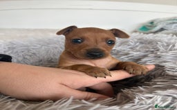 Miniature Pinscher dogs for sale: Stunning KC Miniature Pinscher puppies - Image 12