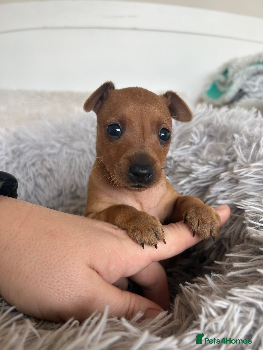 Miniature Pinscher dogs for sale: Stunning KC Miniature Pinscher puppies - Image 12