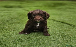 Cockapoo dogs for sale: Beautiful Chunky f2 Cockapoo Puppies  - Image 23