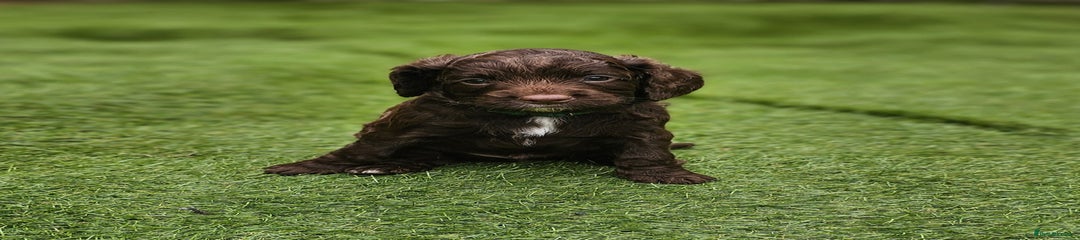 Cockapoo Puppy 1
