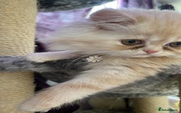 Persian cats for sale: Exotic doll face Persian kittens  - Image 1