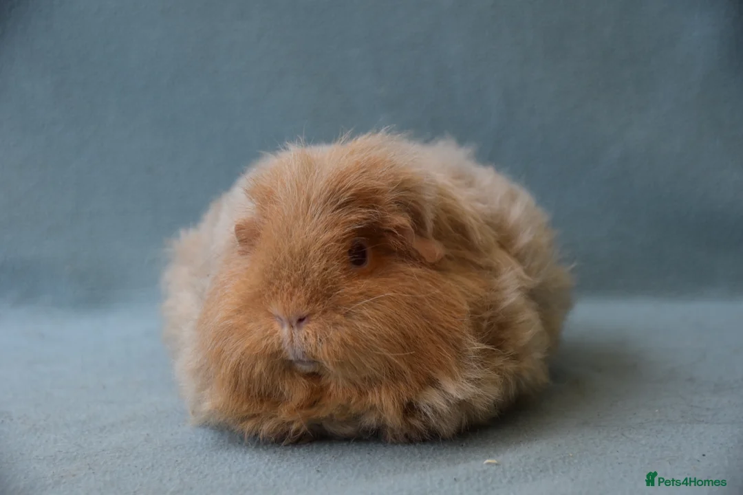 Guinea Pig rodents for sale: Longhared guinea pigs sows (2-3.5 years old) - Advert 9