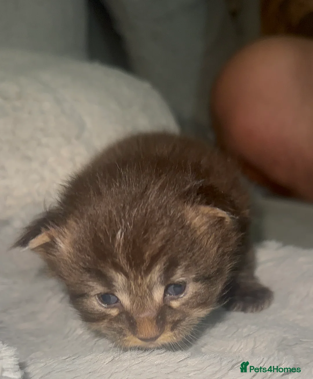 Maine Coon cats for sale: TICA MAINE COON KITTENS - Advert 12