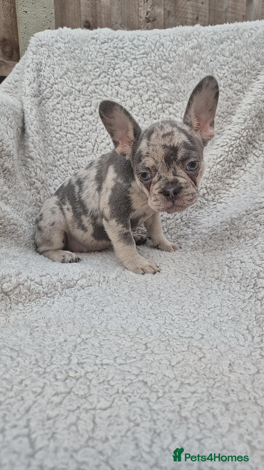 French Bulldog dogs OPEN TO OFFERS - Health Tested & Ready To Leave  - Advert 2