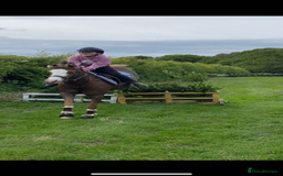 Welsh Section B horses for sale: 🎀Bunbury Zianna aka Annie 🎀 - Image 12