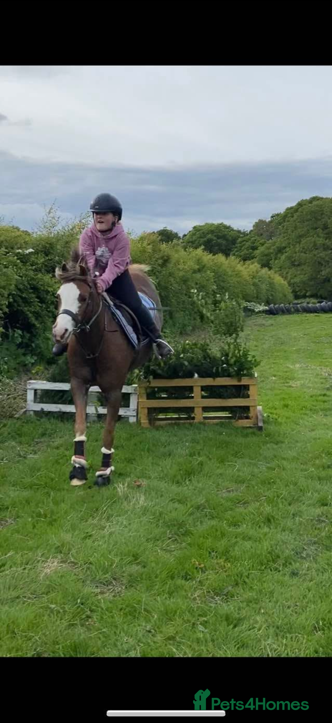 Welsh Section B horses for sale: 🎀Bunbury Zianna aka Annie 🎀 - Image 12
