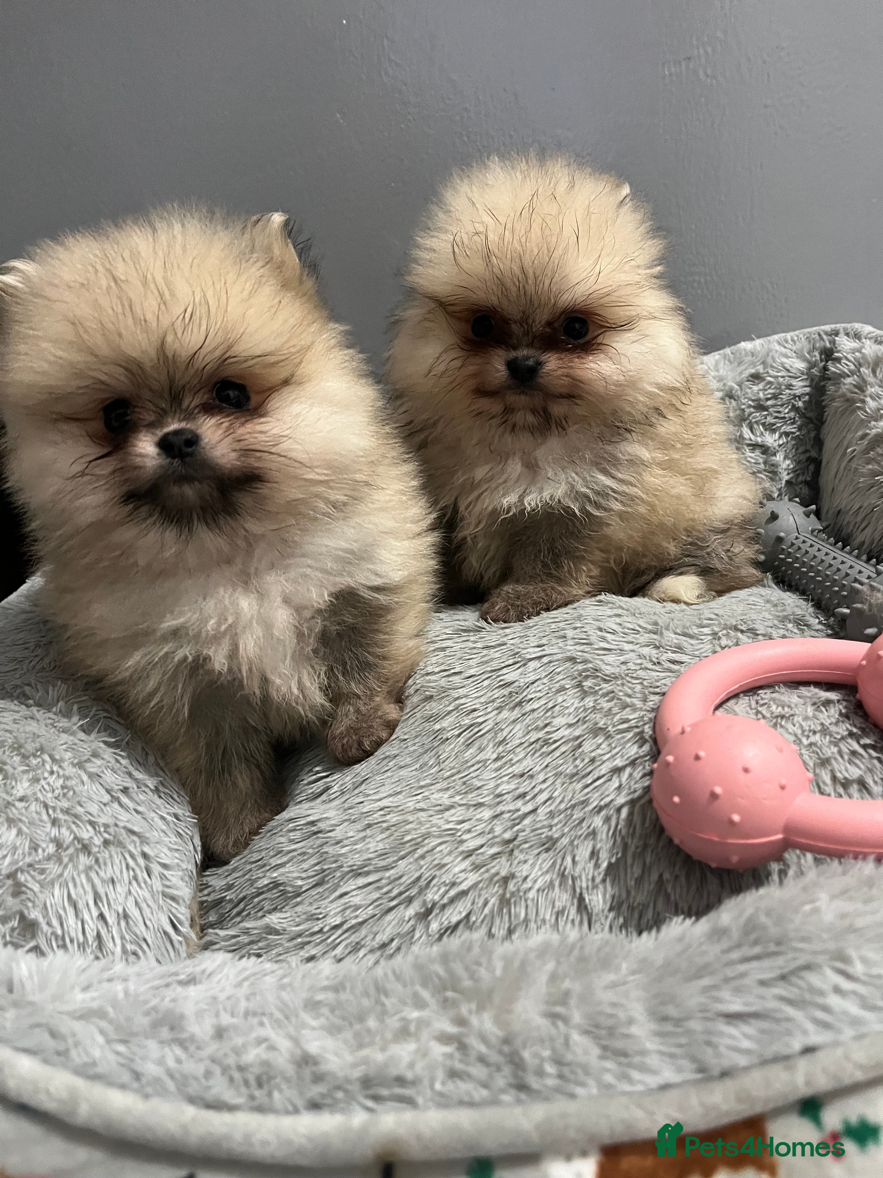 Pomeranian dogs 2 beautiful fawn Pomeranian puppies - Advert 17