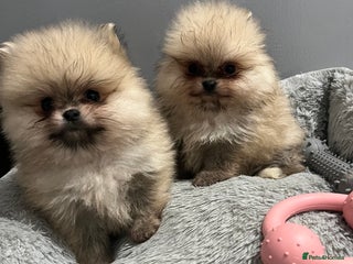 Pomeranian dogs 2 beautiful fawn Pomeranian puppies - Advert 18
