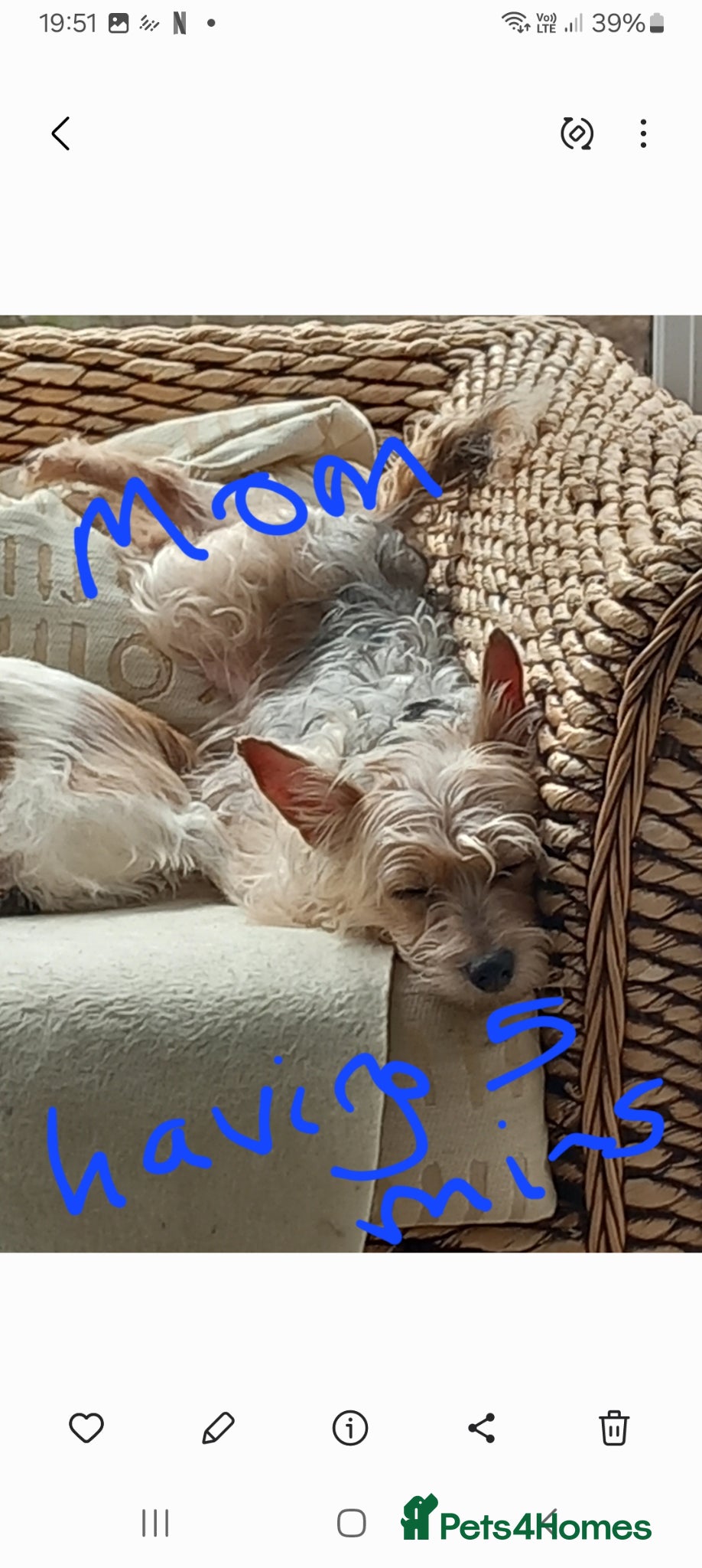 Jackapoo dogs First generation Jackapoos - Advert 1