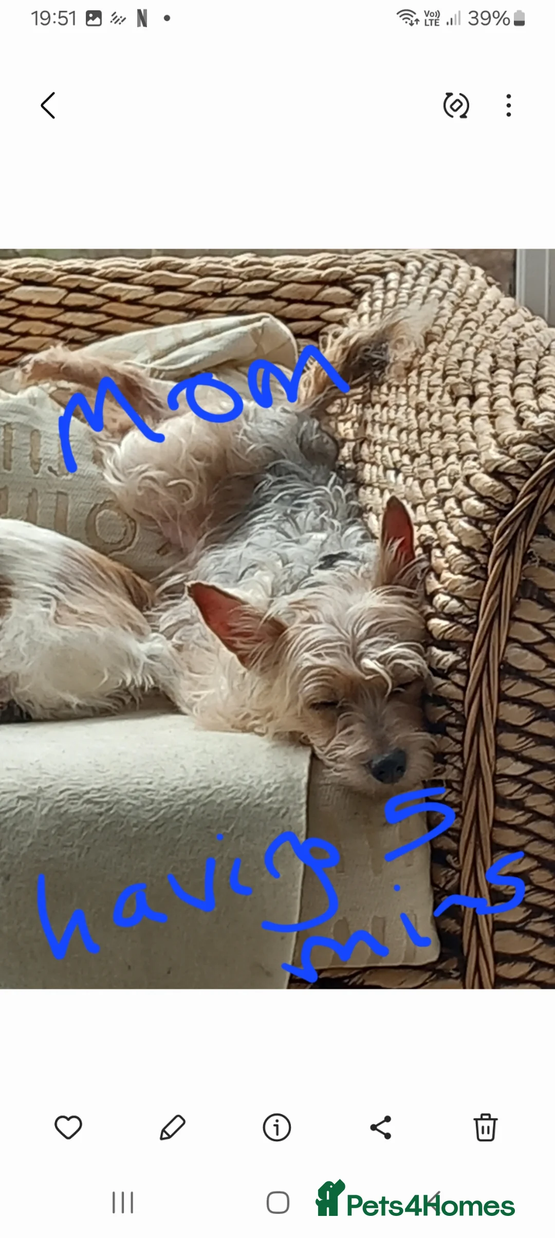 Jackapoo dogs for sale: First generation Jackapoos - Advert 1