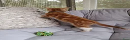 Domestic Shorthair cats for sale: Friendly, cute kittens ready for new homes - Advert 6