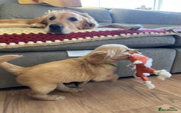 Golden Retriever dogs for sale: Gorgeous Working Type Golden Retriever Puppies  - Image 28