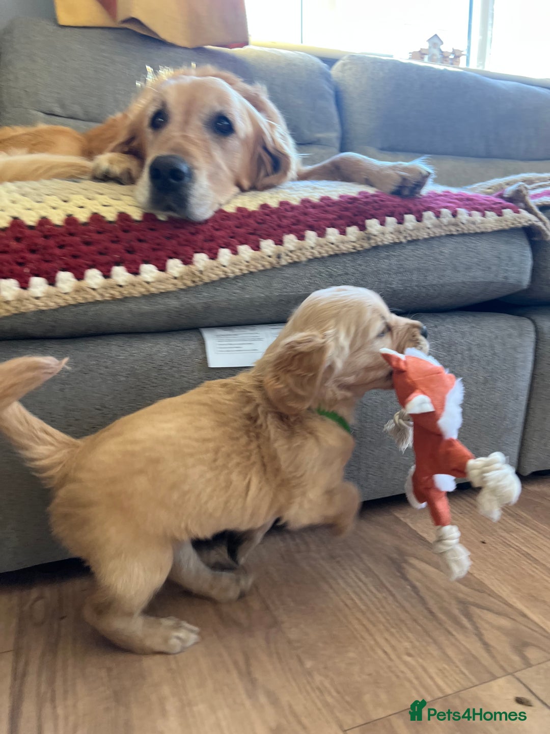 Golden Retriever dogs for sale: Gorgeous Working Type Golden Retriever Puppies  - Image 28