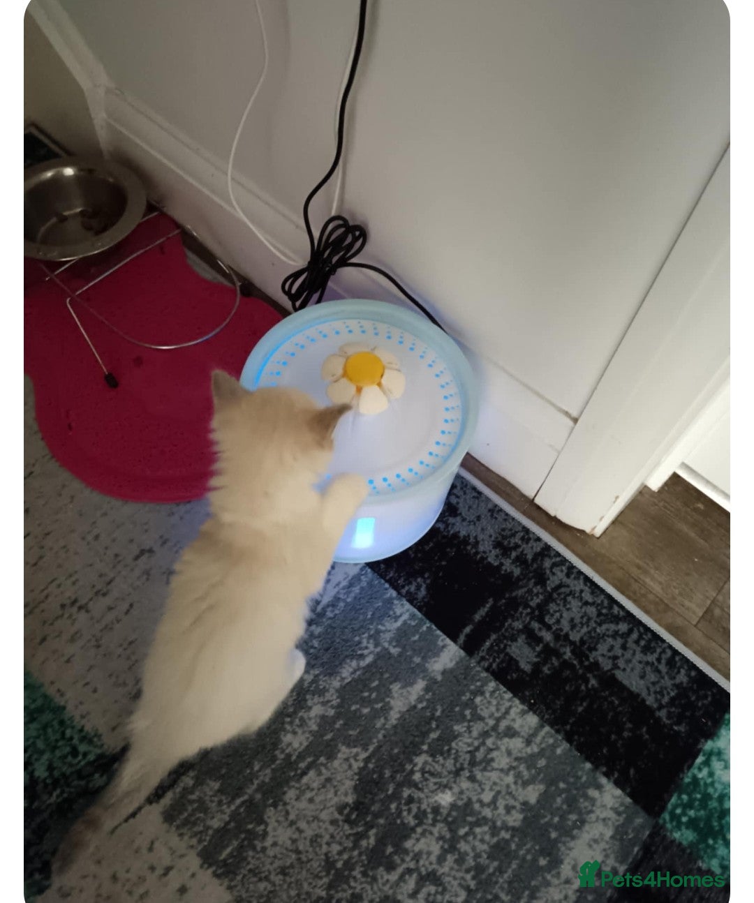 Ragdoll cats for sale: Ragdoll 2 girl🐈 and 3 boy🐈‍⬛. - Image 11