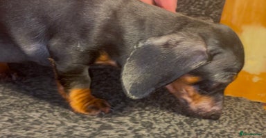 Dachshund dogs - Advert 1