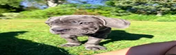 Cane Corso dogs for sale: Cane Corso puppies (1 female left)  - Advert 10