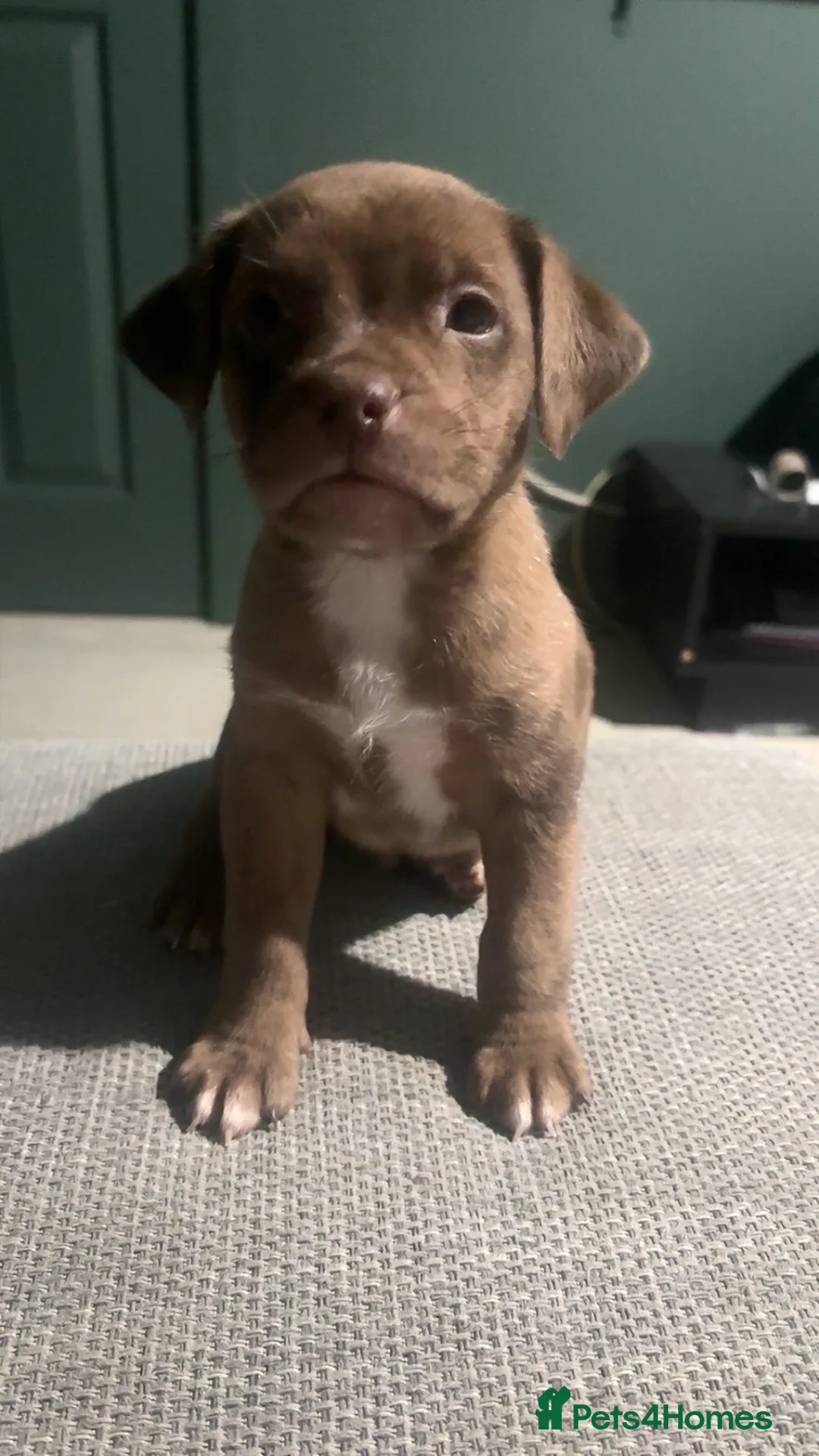 Mixed Breed dogs for sale: ‼️American bully x springer spaniel puppies ‼️  - Advert 20