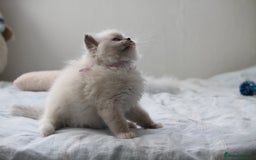 Ragdoll cats for sale: Active TICA princesses 👑❤️🩷💜 - Image 30