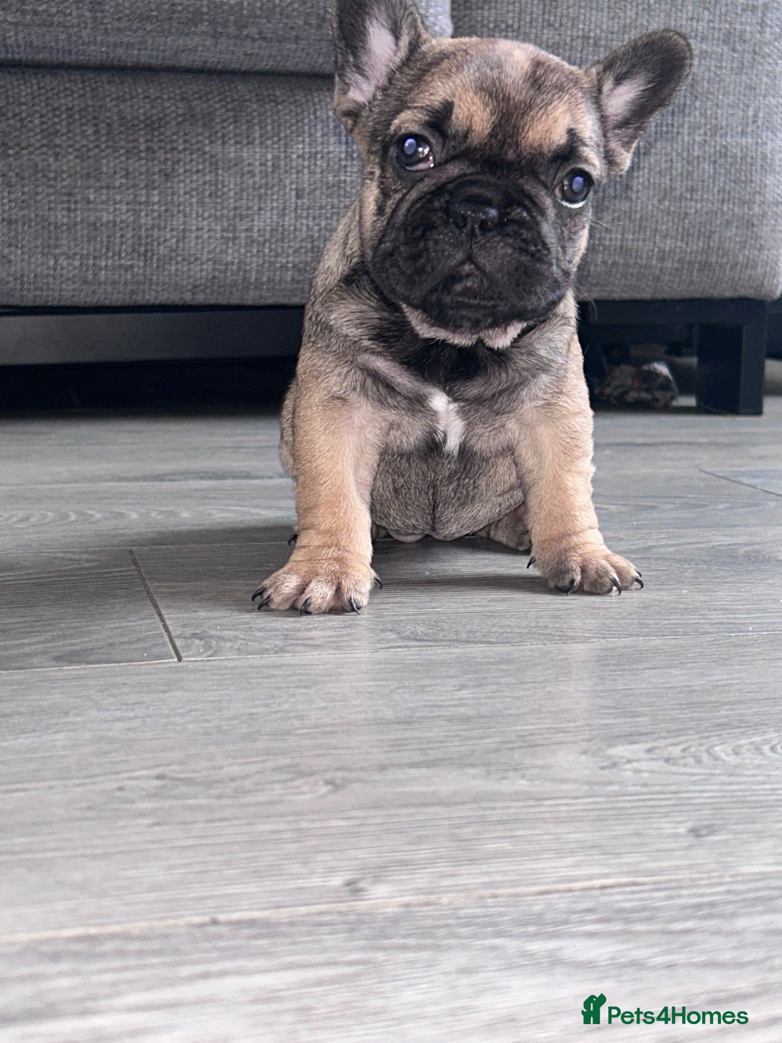 French Bulldog dogs Female French Bulldog - Advert 1