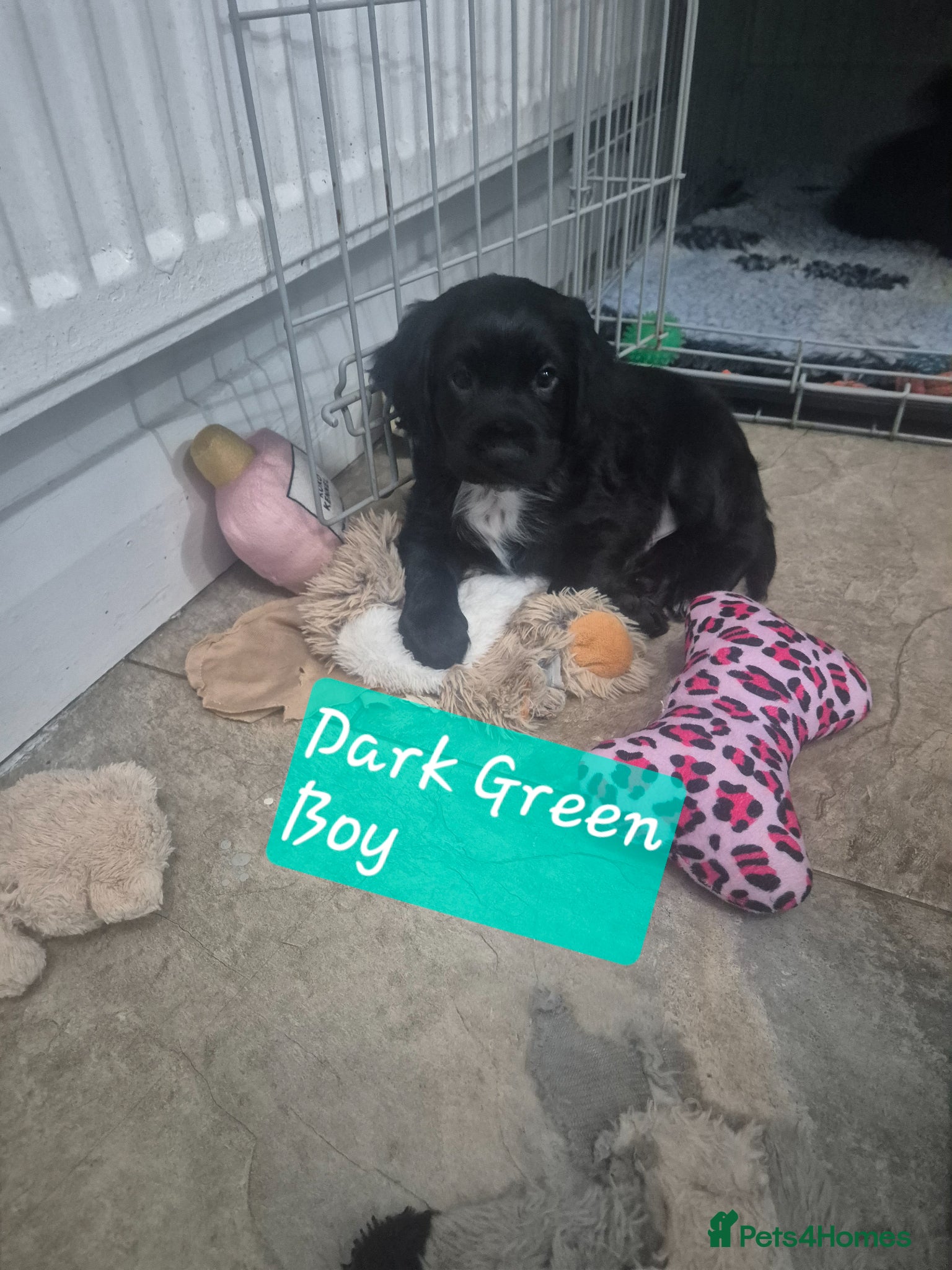 Cocker Spaniel dogs Working cocker pups  - Advert 1