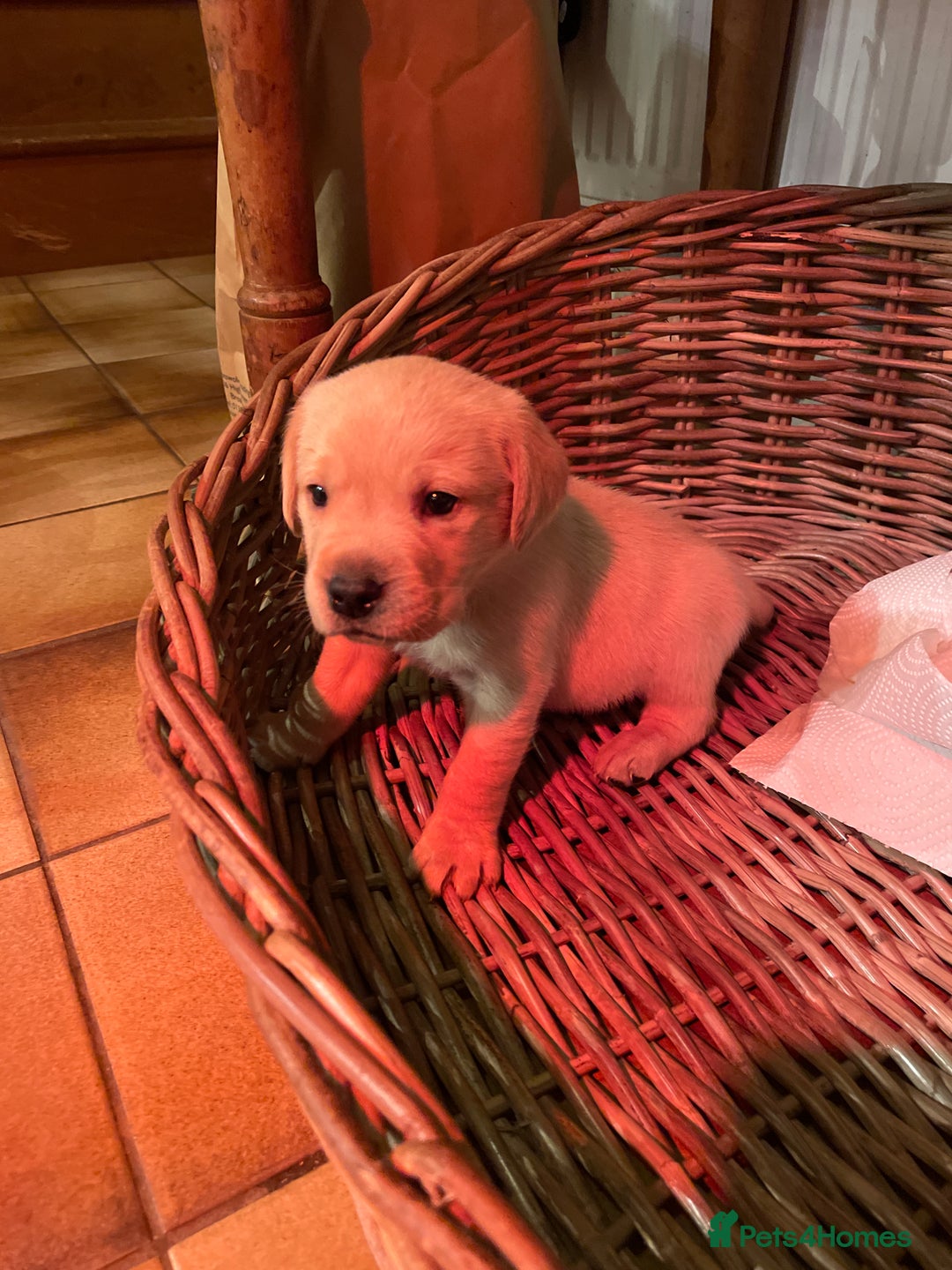 Labrador Retriever dogs for sale: Cotswold Born  Labrador Retriever Puppies. - Advert 15