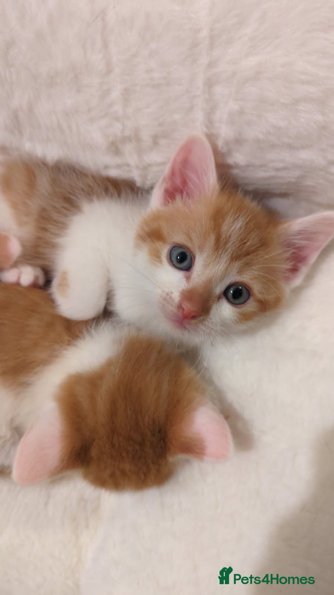 Mixed Breed cats for sale: Playful Ginger & White Kittens  - Advert 2
