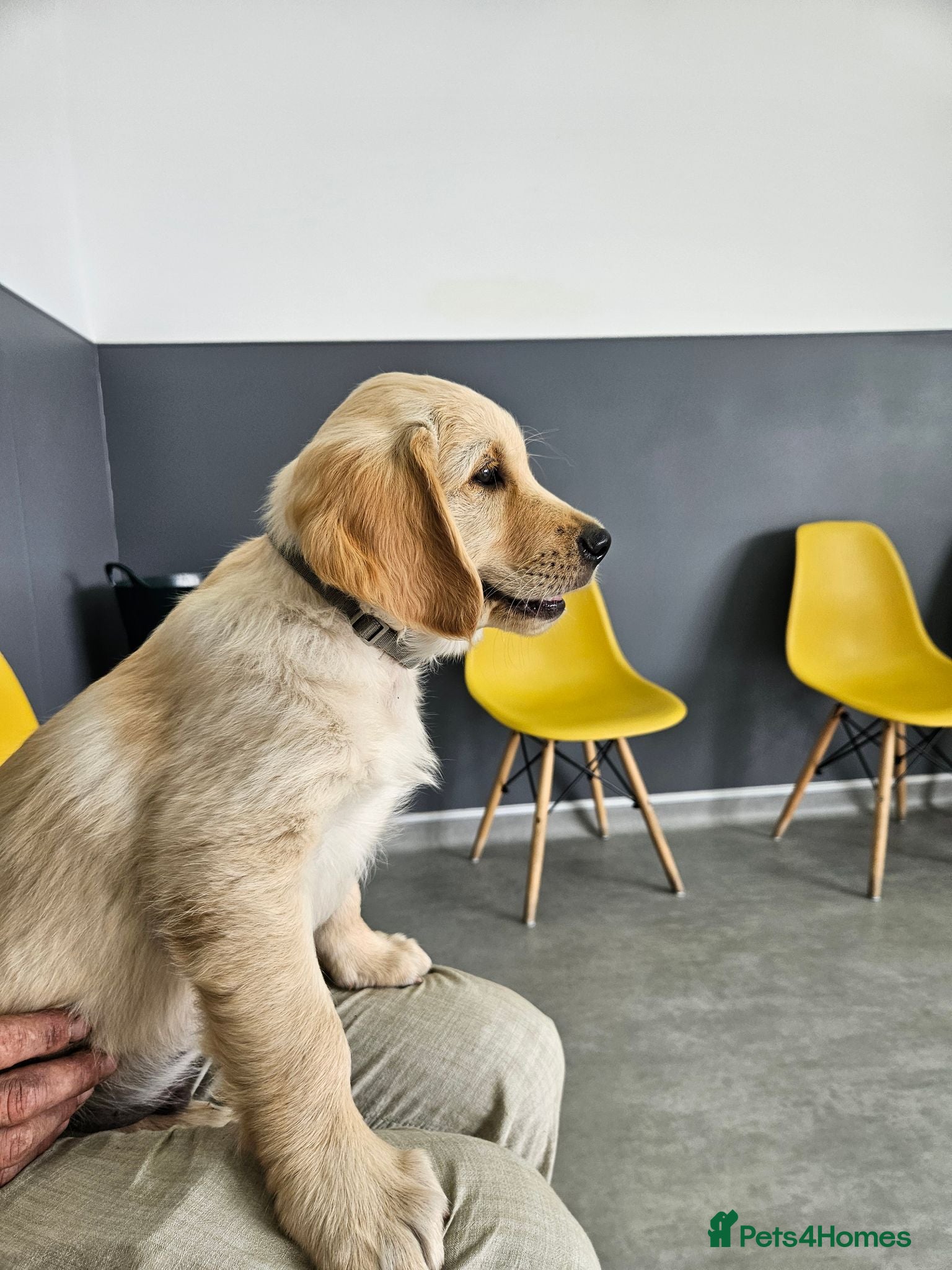 Golden Retriever dogs Litter of Golden Retriever puppies - Advert 2