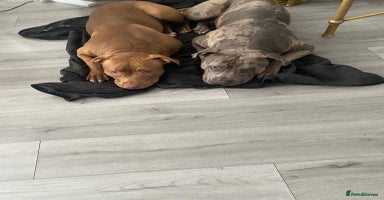 American Bulldog dogs - Advert 9