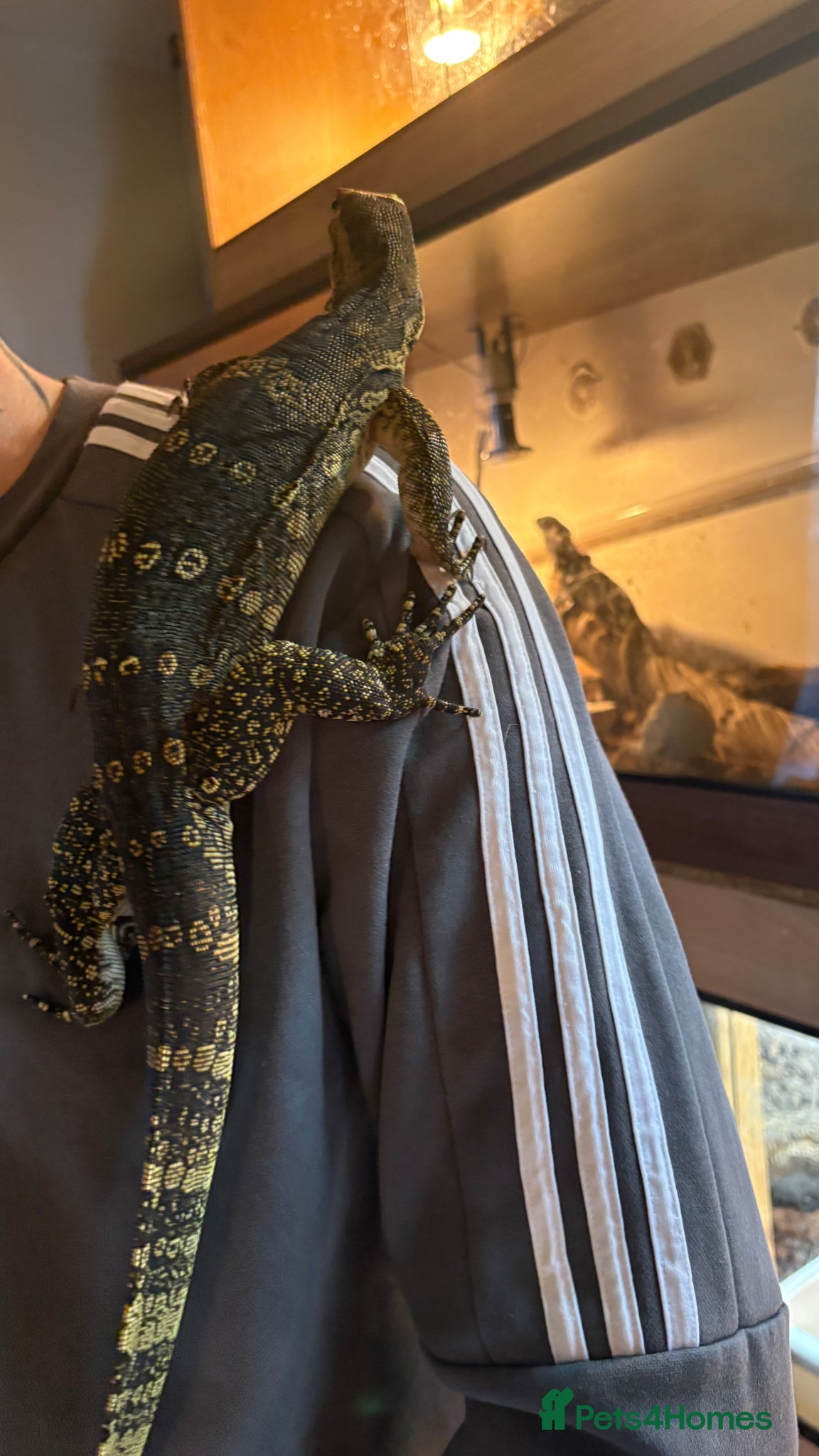 Monitor reptiles Cb24 Asian water monitor  - Advert 17