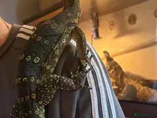 Monitor reptiles Cb24 Asian water monitor - Advert 17