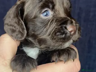 Cocker Spaniel dogs Working Cocker Spaniel Pups - Advert 8