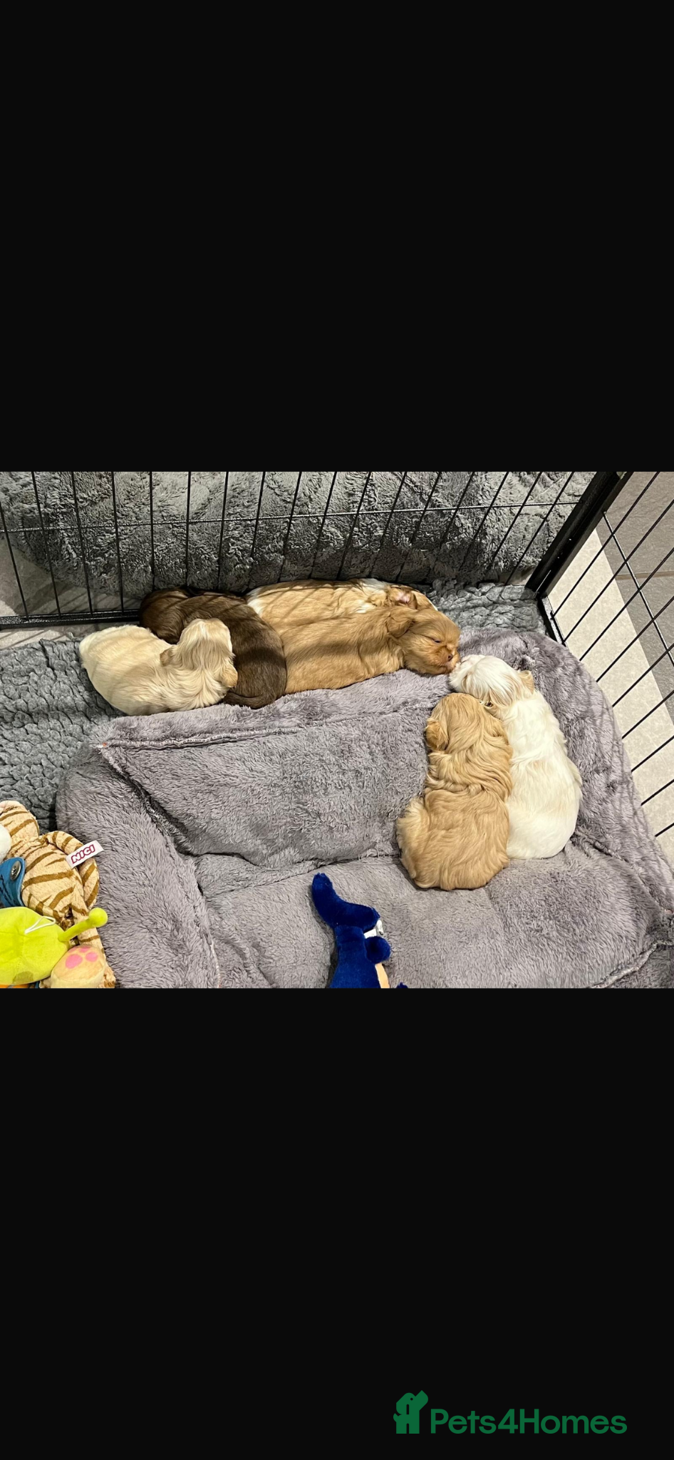 Shih Tzu dogs for sale: Gorgeous shitzu puppies in Lydney - Advert 7