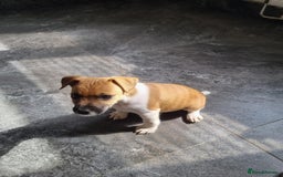 Mixed Breed dogs for sale: 💙 3 Beautiful Boys 💙 - Image 20