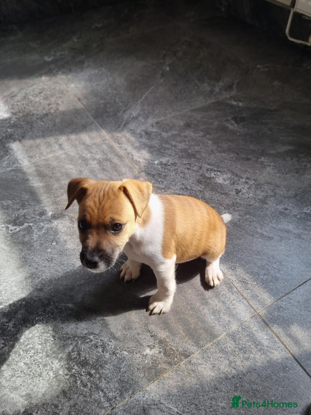 Mixed Breed dogs for sale: 💙 3 Beautiful Boys 💙 - Image 20