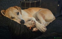 Mixed Breed dogs for adoption: Meet Freya, currently residing in Ormskirk  - Image 9