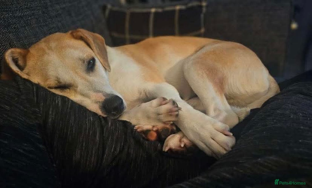 Mixed Breed dogs for adoption: Meet Freya, currently residing in Ormskirk  - Image 9