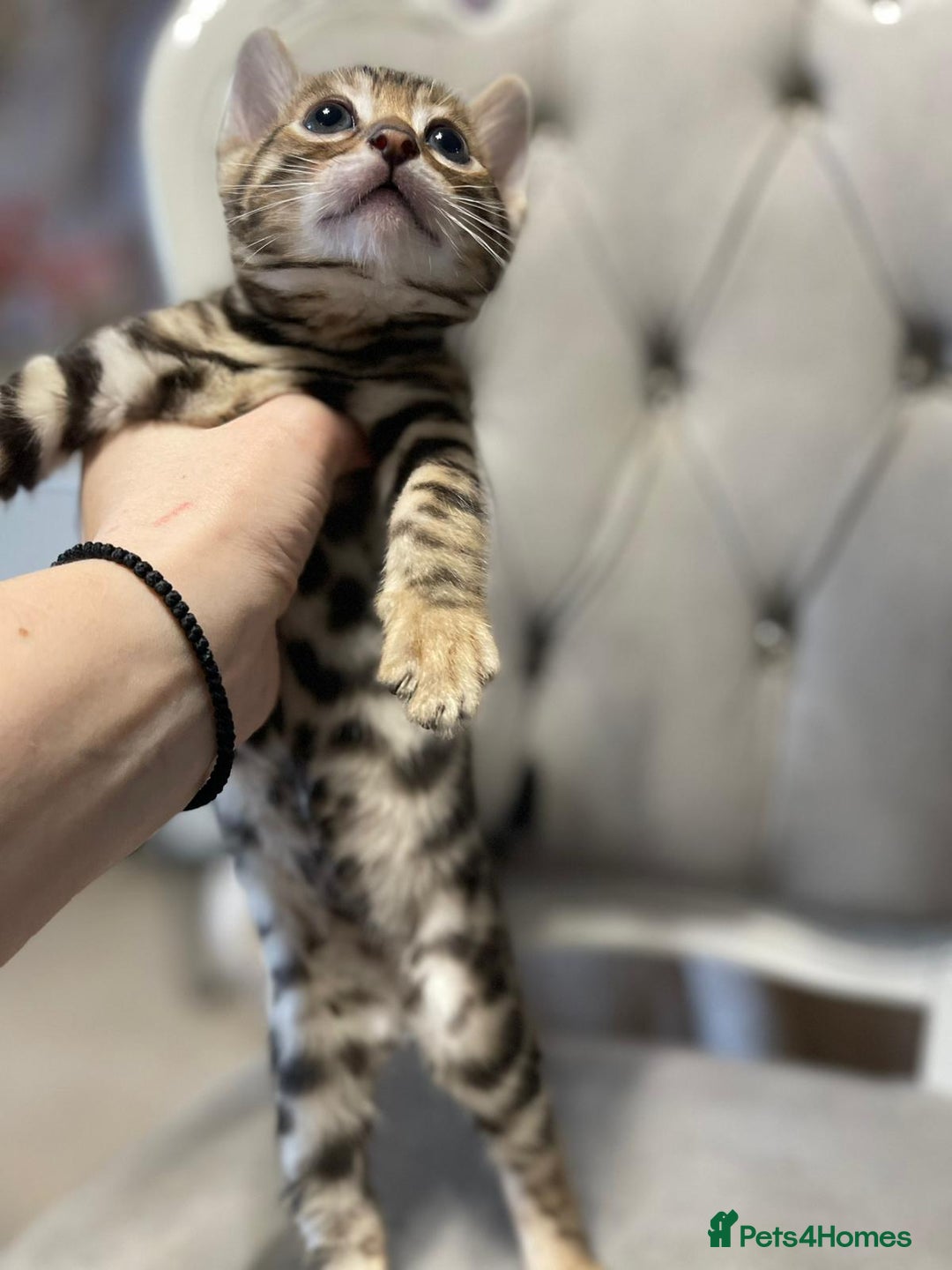 Bengal cats for sale: 5 Outstanding bengal kittens ready for a family  - Advert 16