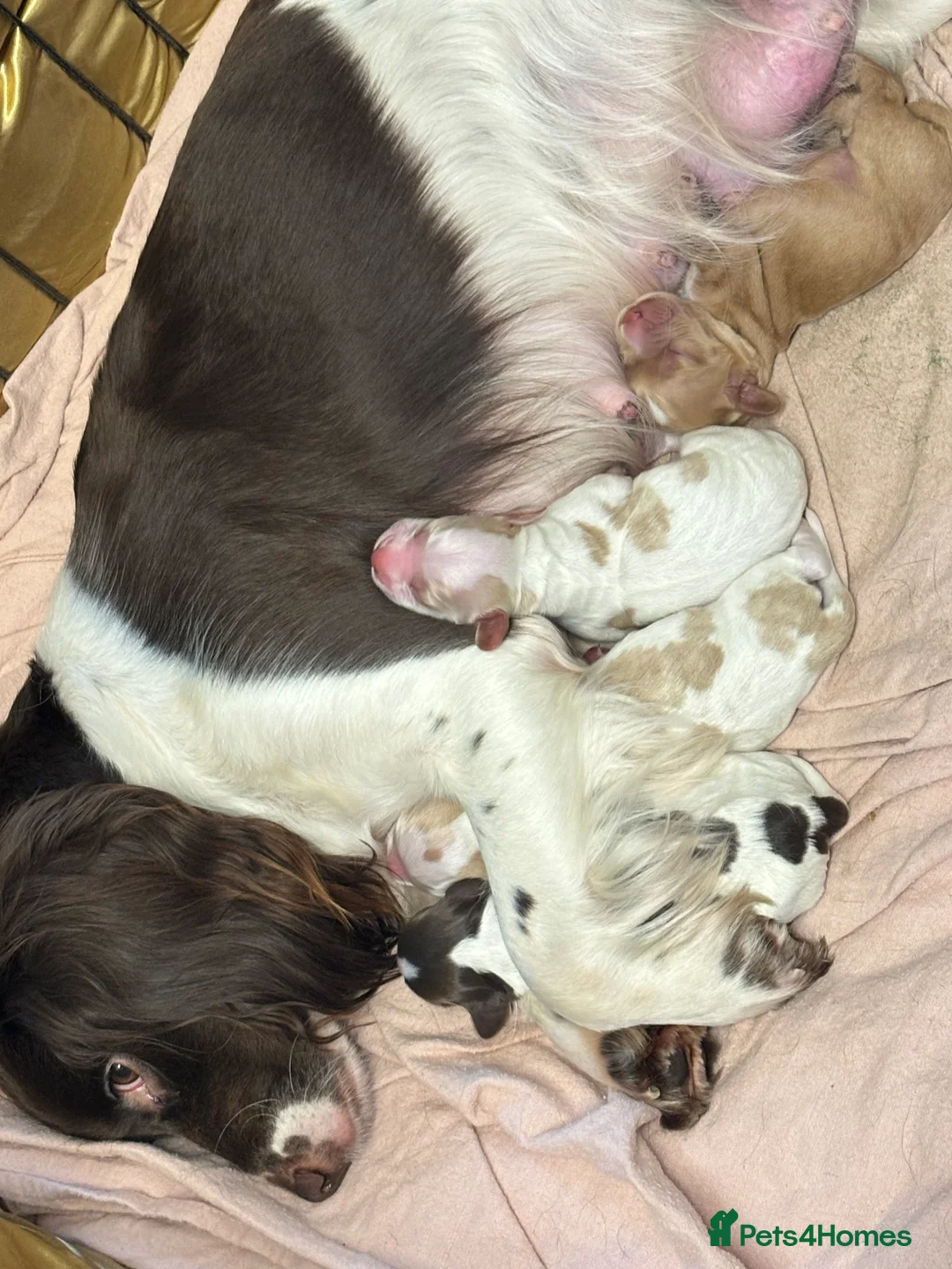 Cocker Spaniel dogs for sale: ✨ Cocker Spaniel Puppies ✨ - Advert 1