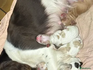 Cocker Spaniel dogs ✨ Cocker Spaniel Puppies ✨ - Advert 1