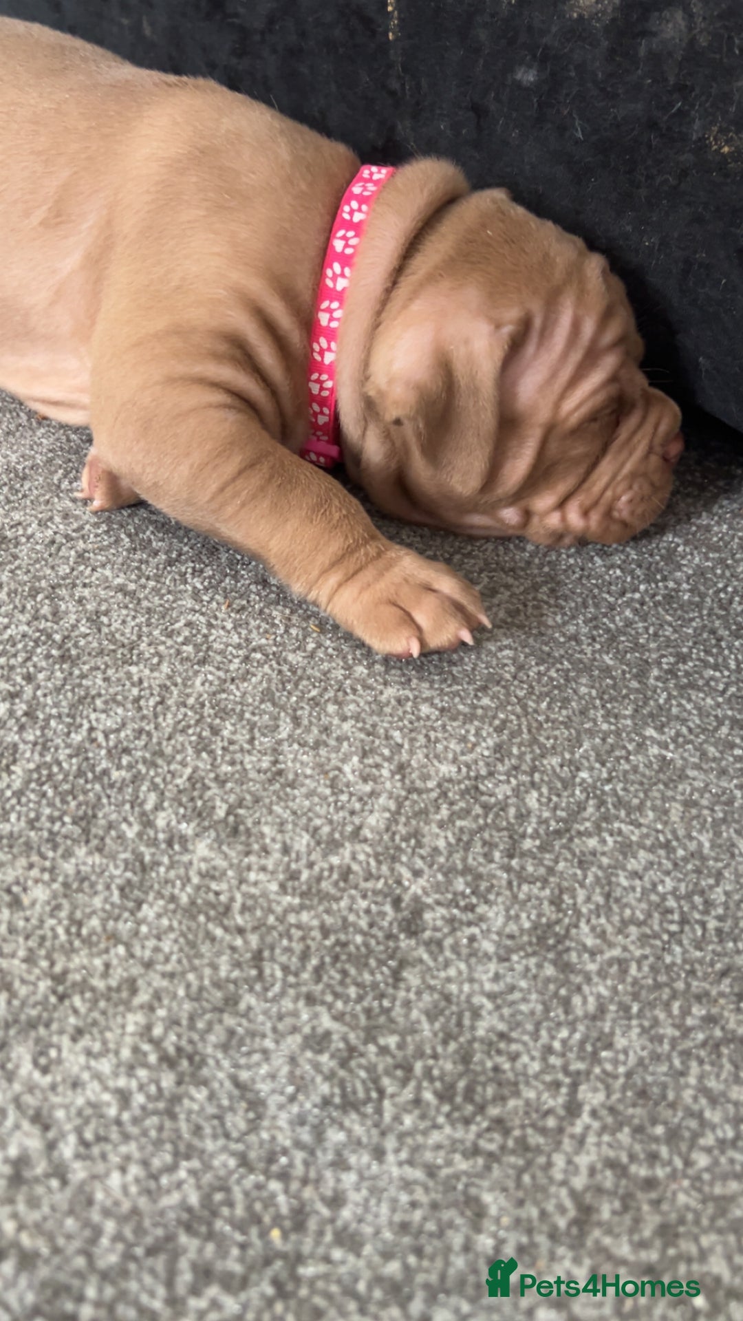 American Bully dogs for sale: Stunning pocket bullie’s  - Image 33