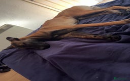 Mixed Breed dogs for sale: Belgian malinois X german shepherd  - Image 1