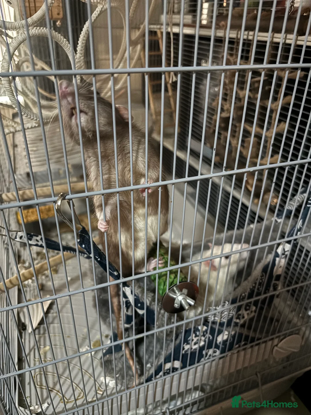 Rat rodents for sale: 2x male rats - Advert 3