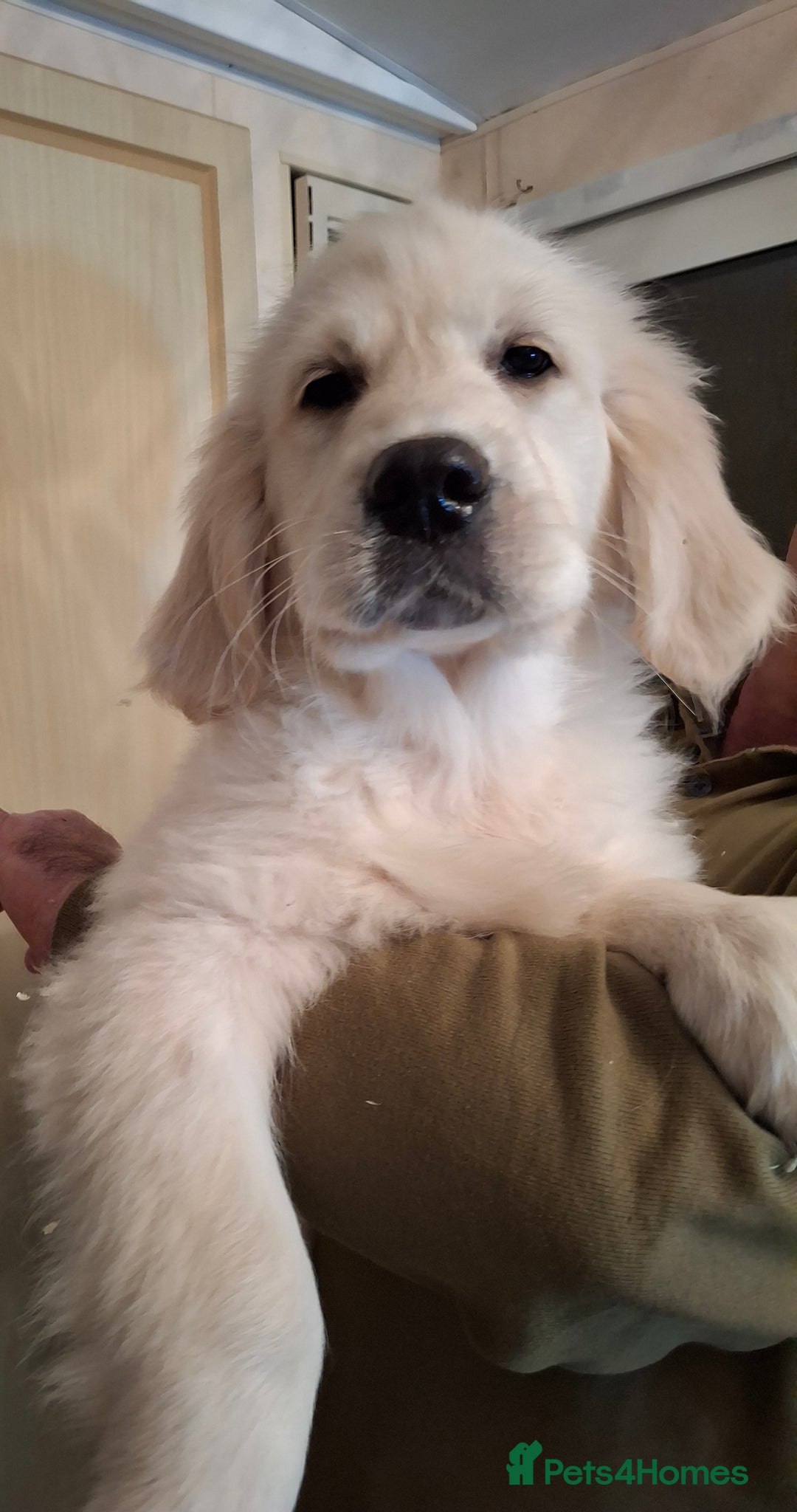 Golden Retriever dogs for sale: KC Registered Golden Retreiver Puppies  - Advert 11