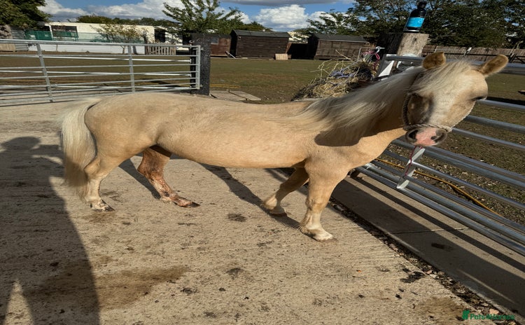 Welsh Section A horses - Advert 1