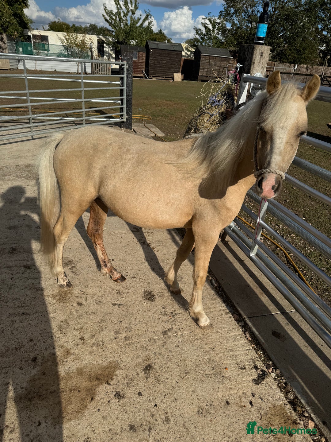 Welsh Section A horses for sale: Welsh pony - Image 1