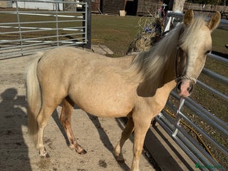 Welsh Section A horses - Advert 3