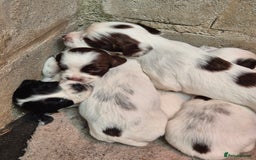 English Springer Spaniel dogs for sale: English Springer Spaniel Pups - Image 1