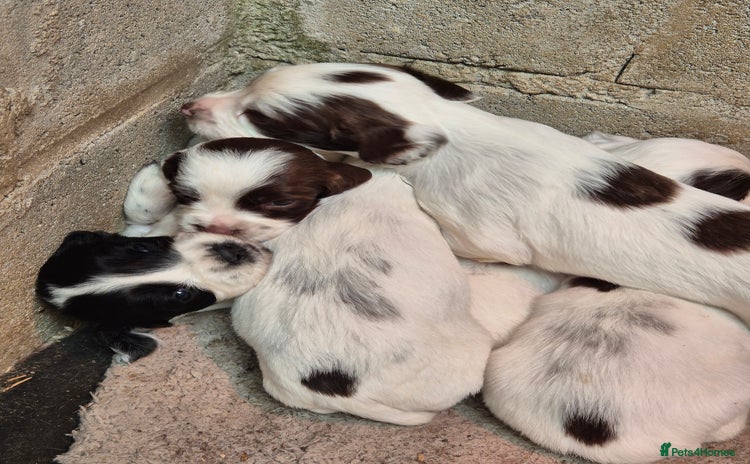 English Springer Spaniel dogs - Advert 7